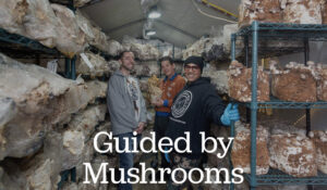 Guided By Mushrooms Featured in Edible Ohio Valley Magazine