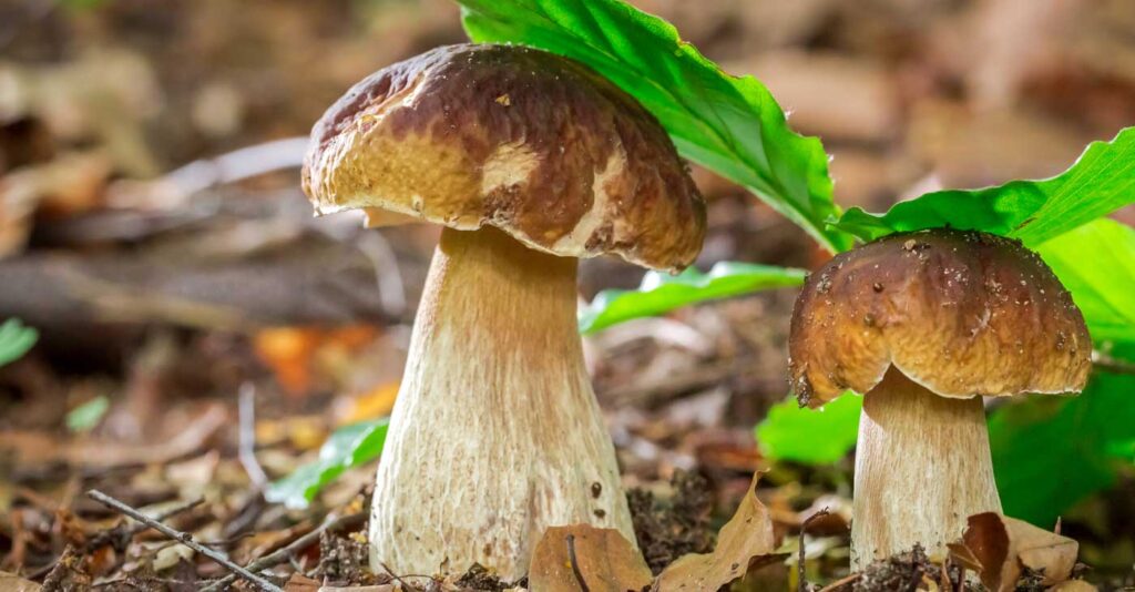 Mushroom Foraging 101: Tips and Tricks for Beginners
