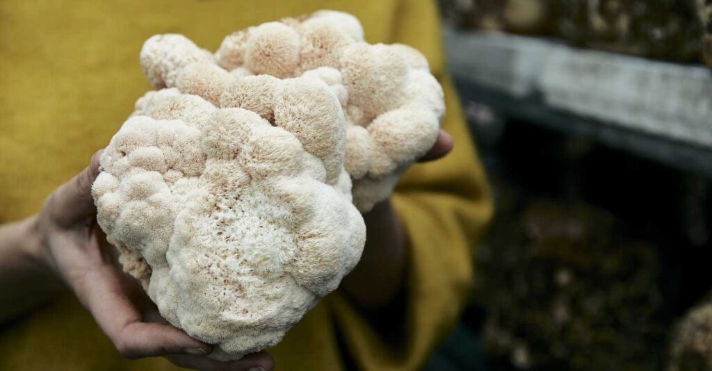 Mushroom for Brain - The Incredible Lions Mane