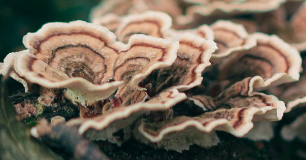 Turkey Tail and Cancer