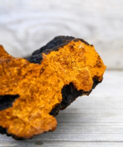 Chaga