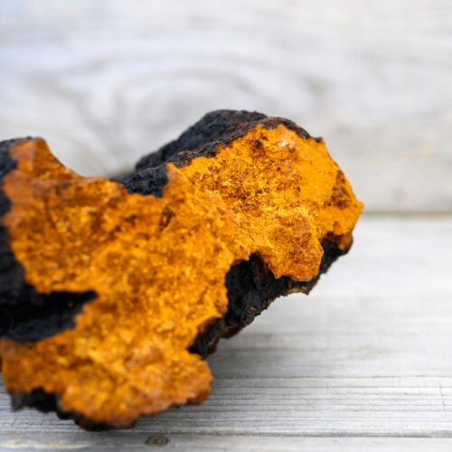 Chaga