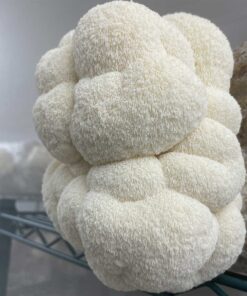 Lion's Mane