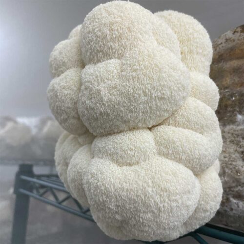Lion's Mane