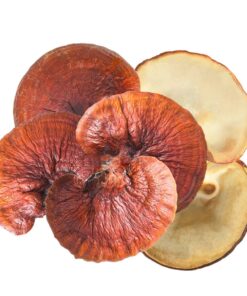 Reishi