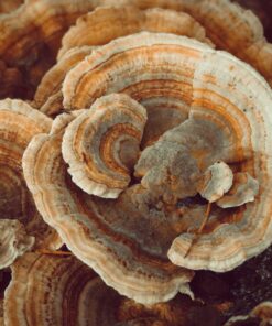 Turkey Tail