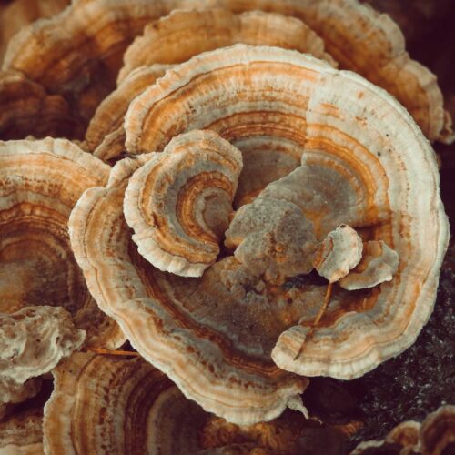 Turkey Tail