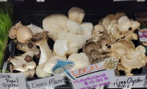 Guided By Mushrooms Display At Moon Coop