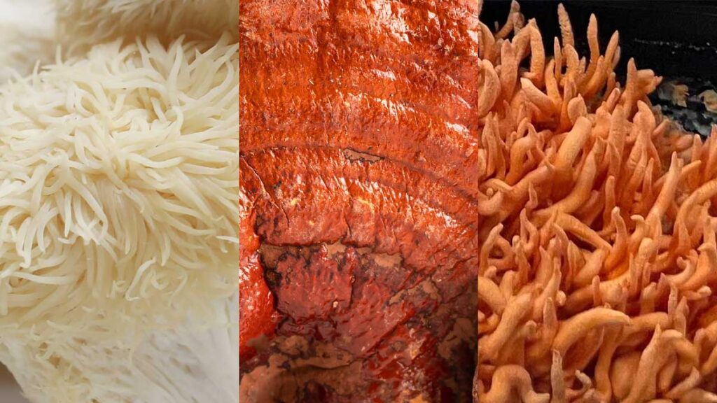 Mushrooms for Memory and Focus