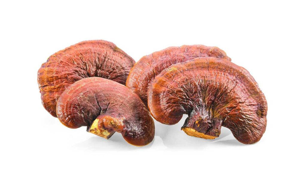 Reishi Medicinal Mushrooms: An Ancient Tonic for Modern Life