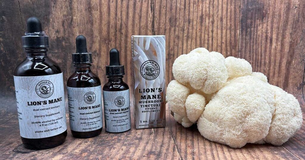 lion's mane tincture uses
