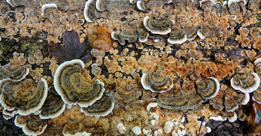 turkey tail mushroom supplement