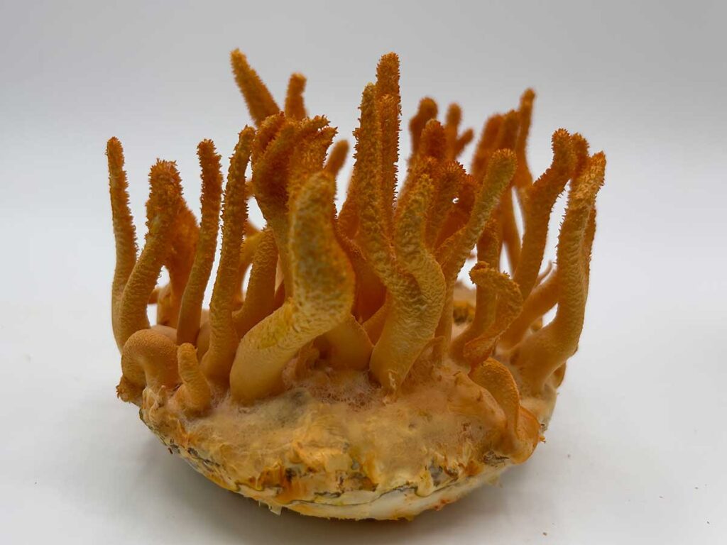 Cordyceps Militaris Supplement