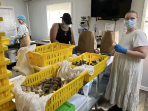 Guided By Mushrooms Featured in WYSO Radio Report