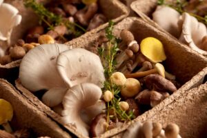 Mushroom Good for Brain