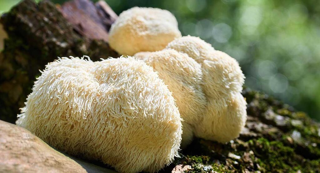 Lion's Mane Benefits
