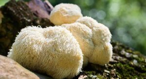 Lion's Mane Benefits