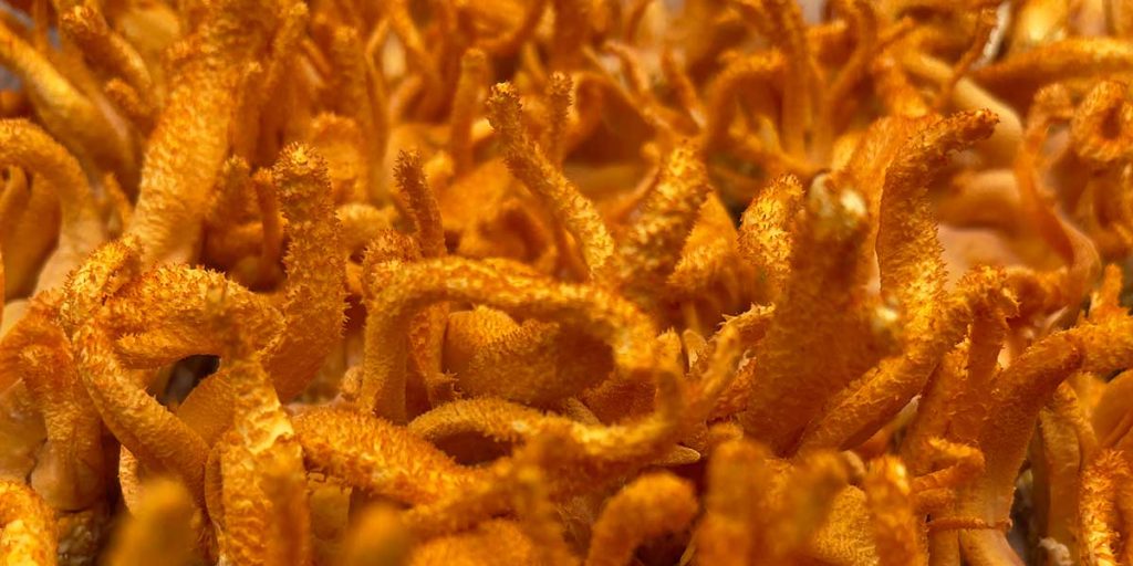Is cordyceps mushroom extract safe?