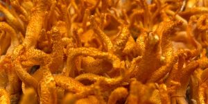 Is cordyceps mushroom extract safe?